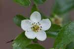 Dwarf hawthorn